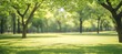 © Ilja - Sun-Dappled Grass in a Serene Spring Park, Bright, Happy Meadow for Peaceful, Relaxing Images