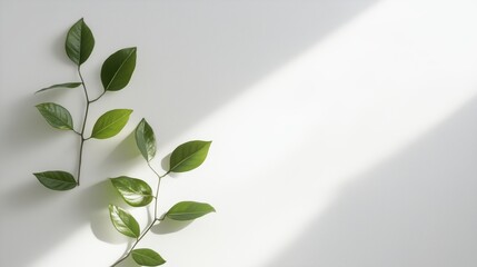 Poster - fresh green leaves resting on a minimalistic white surface illuminated by soft natural light