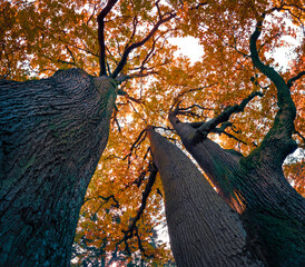 Canvas Print - Fantastic view from the bottom of the top of oak trees. Amazing autumn scene of botanical garden. Beauty of nature concept background..