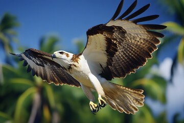 White-bellied sea eagle in flight