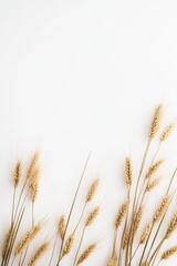 Naklejka na meble Wheat field with golden ears of wheat against a white background