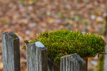 Wall Mural - Green moss on a wooden fence post