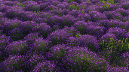 Aufkleber - Closeup bushes of purple lavender flowers in summer near Valensole in France