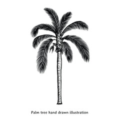 Palm tree illustration. Palm tree hand drawn illustration in vintage style. Palm tree drawing