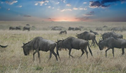 Wall Mural - Herd of wildebeest walking on dry savanna grassland