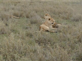 Wall Mural - Pride of lions relaxing in the savannah grass