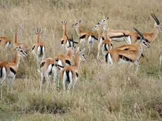 Wall Mural - Herd of thomson gazelles standing in tall grass