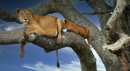 Wall Mural - Lioness and cub relaxing on a tree branch