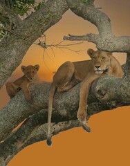 Wall Mural - Lioness and cub relaxing on a tree branch