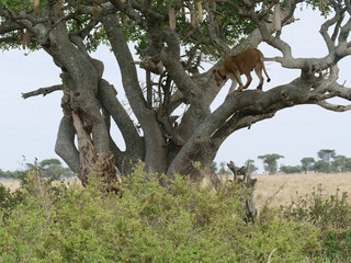 Wall Mural - Lioness walking on a sausage tree branch in the african savanna
