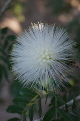 Caliandra branca 
Nome científico: Calliandra haematocephala alba. 