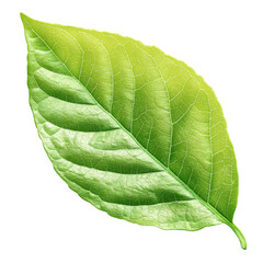 Wall Mural - intricate veined bright green leaf