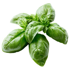 Wall Mural - Fresh basil leaves for cooking