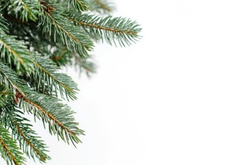 Poster - A detailed shot of a pine tree branch with needles and cones