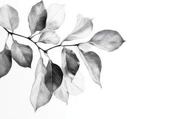 Poster - A close-up shot of a branch with leaves in shades of gray and white