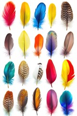 Poster - A collection of colorful feathers arranged on a white background
