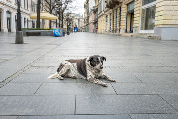 Dog is laying on the sidewalk in front of a building