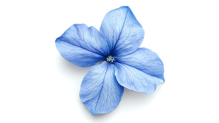 Aufkleber - blue flower on white background