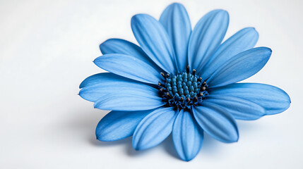 Aufkleber - blue flower on white background