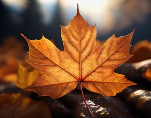 Maple Leaf