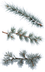 Wall Mural - Three pine branches with snow on them on a transparent background