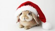 © apichat - Cute Bunny in Christmas Hat with Red and White Colors