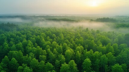 Wall Mural - Explore the enchanting misty green forest canopy from above, where natures beauty thrives on a foggy dawn.
