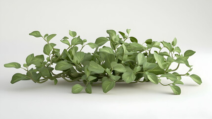 Wall Mural - a bunch of fresh oregano leaves on a white background.