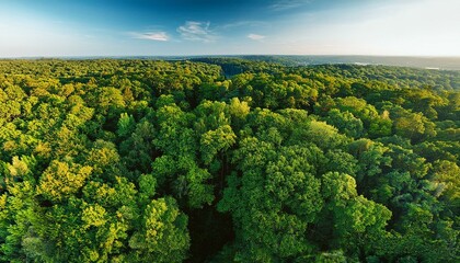 Canvas Print - Aerial view of a lush forest