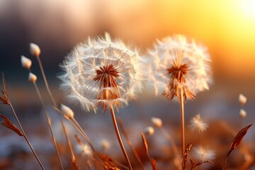 Wall Mural - Two dandelion seeds with delicate white fluff in a field with a warm sunset background.