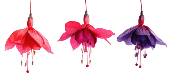 Wall Mural - The image features three vibrant fuchsia flowers in varying shades of red, pink, and purple, showcasing their delicate petals and hanging structure.