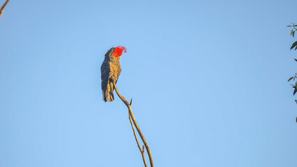 Wall Mural - a male gang-gang cockatoo perches in a dead tree and preens its feathers at kosciusko national park in the snowy mountains of nsw, australia