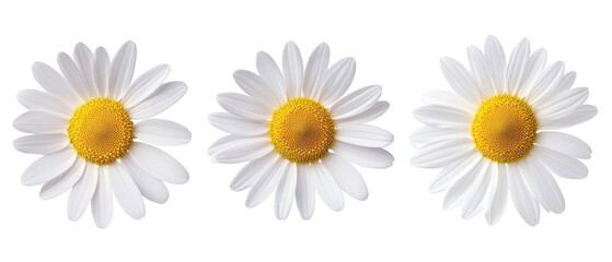 Wall Mural - The image features three white daisies with yellow centers, arranged in a row against a transparent background, highlighting their natural beauty and simplicity.