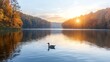 © NadenDesign - A serene duck glides across a tranquil lake at sunrise surrounded by vibrant autumn colors