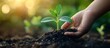 © MBRAMO - A hand gently cradles a small green sprout in the soft soil, surrounded by sunlight and a blurry background