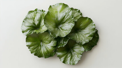 Wall Mural - a close-up shot of a cluster of green and white variegated leaves on a white background.