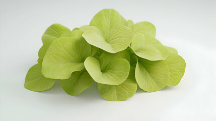 Wall Mural - a cluster of vibrant green leaves with a heart-shaped outline, isolated on a white background.