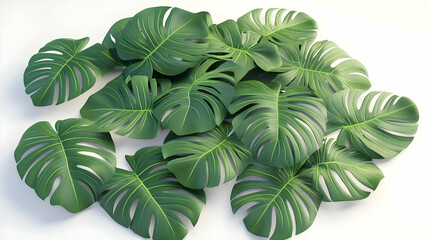 Wall Mural - a cluster of vibrant green monstera leaves, some slightly overlapping, against a white background.