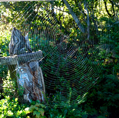 a perfect spider web with oregon coast foliage background, & homemade bird feeder.
