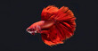 © Kanchana - Red fighting fish contrasted with a black background.