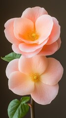 Canvas Print - Delicate Peach Roses   Soft Floral Beauty  Close up Studio Photography