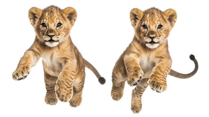 Poster - African Lion Cubs Playfully Jumping on a Transparent Background Generative AI