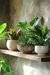 © MK - Potted Plants on Wooden Shelf