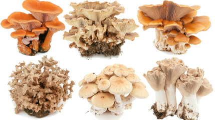 Poster - Varied Collection of Mushrooms Displayed on a Transparent Background Generative AI