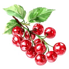 Wall Mural - Watercolor Illustration of Red Cherries on a Branch with Green Leaves.