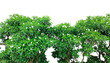 © DesignerSaidur - green grass on the wall, a tree with green leaves and white flower bush on a transparent background, tree bush frame , a tree with green leaves and flowers on it