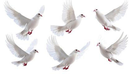 Poster - Flying Wedding Doves Set Against a Transparent Background Generative AI