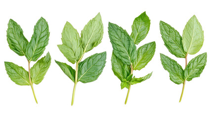 Poster - Collection of Fresh Mint Leaves Isolated on a Transparent Background Generative AI