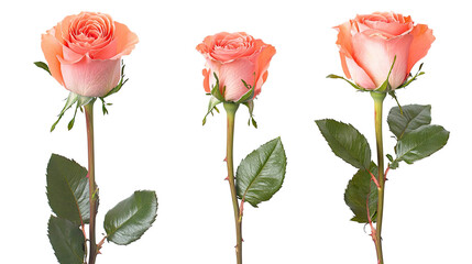 Poster - realistic pink rose bouquets with stems and green leaves on display generative ai