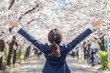 © antusher - Person celebrating under cherry blossoms in full bloom, springtime scene, clear blue sky